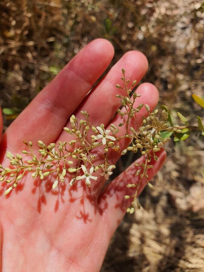 Bursaria spinosa flower