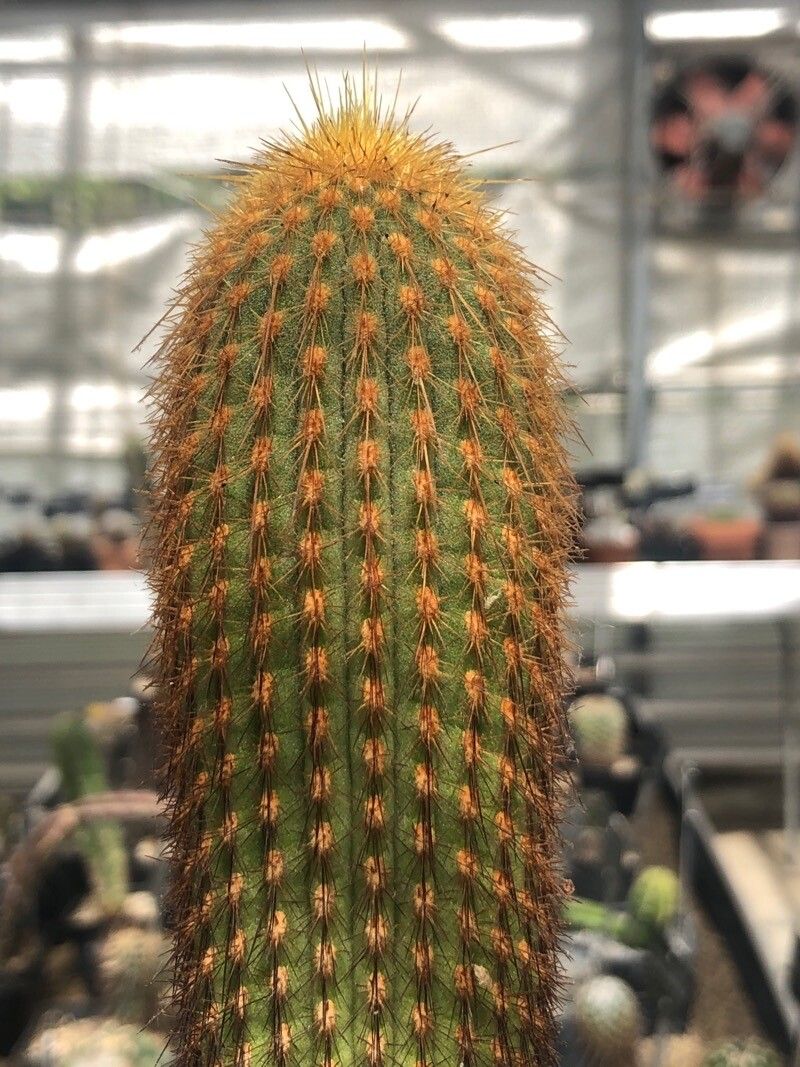 Weberbauerocereus winterianus — houseplant care guide