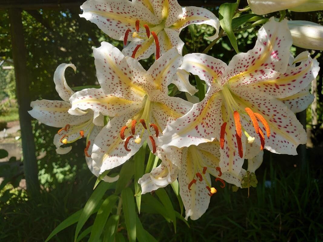 Aquilegia × oenipontana — search result for 'Aquilegia'