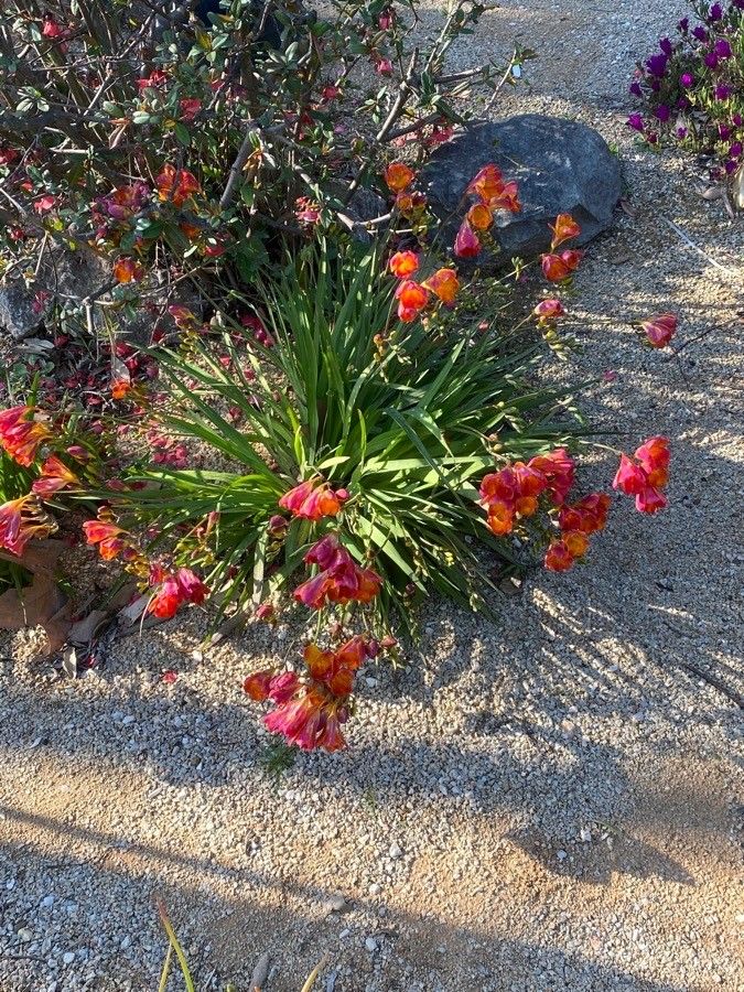 Freesia x hybrida habit