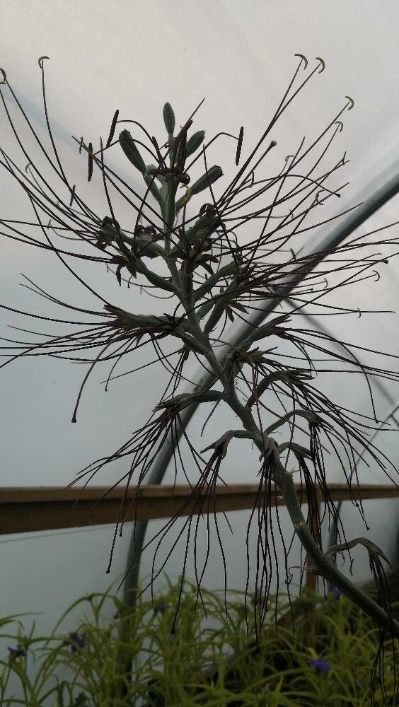 Agave maculata flower