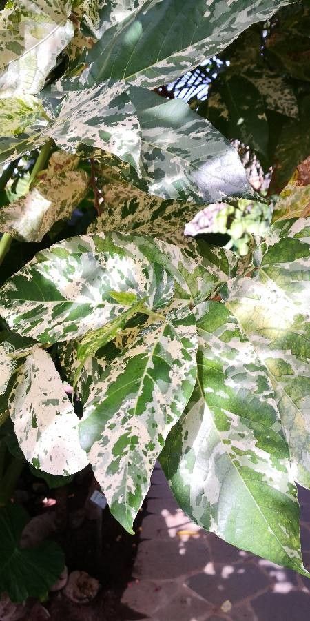 Ficus aspera — search result for 'Ficus'