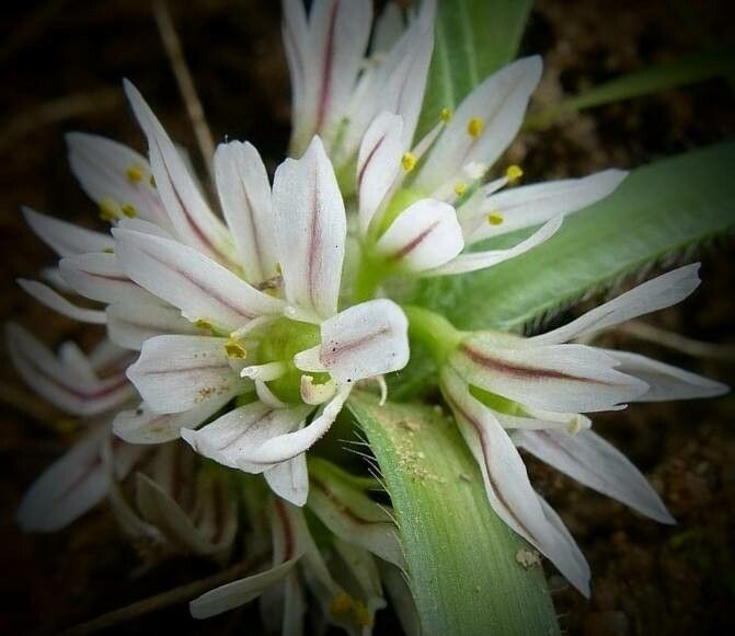 Allium chamaemoly flower
