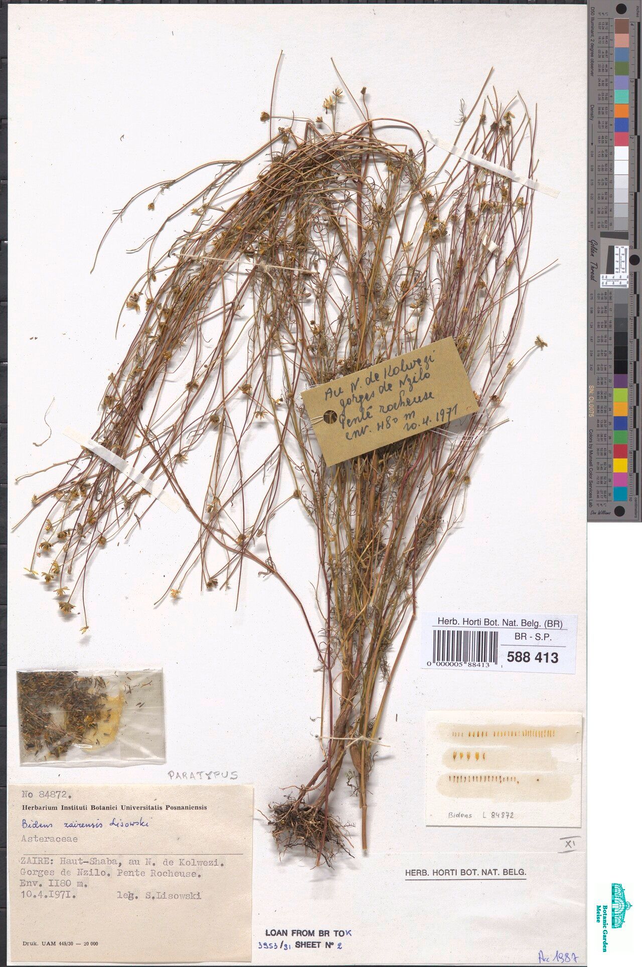 Bidens zairensis — houseplant care guide