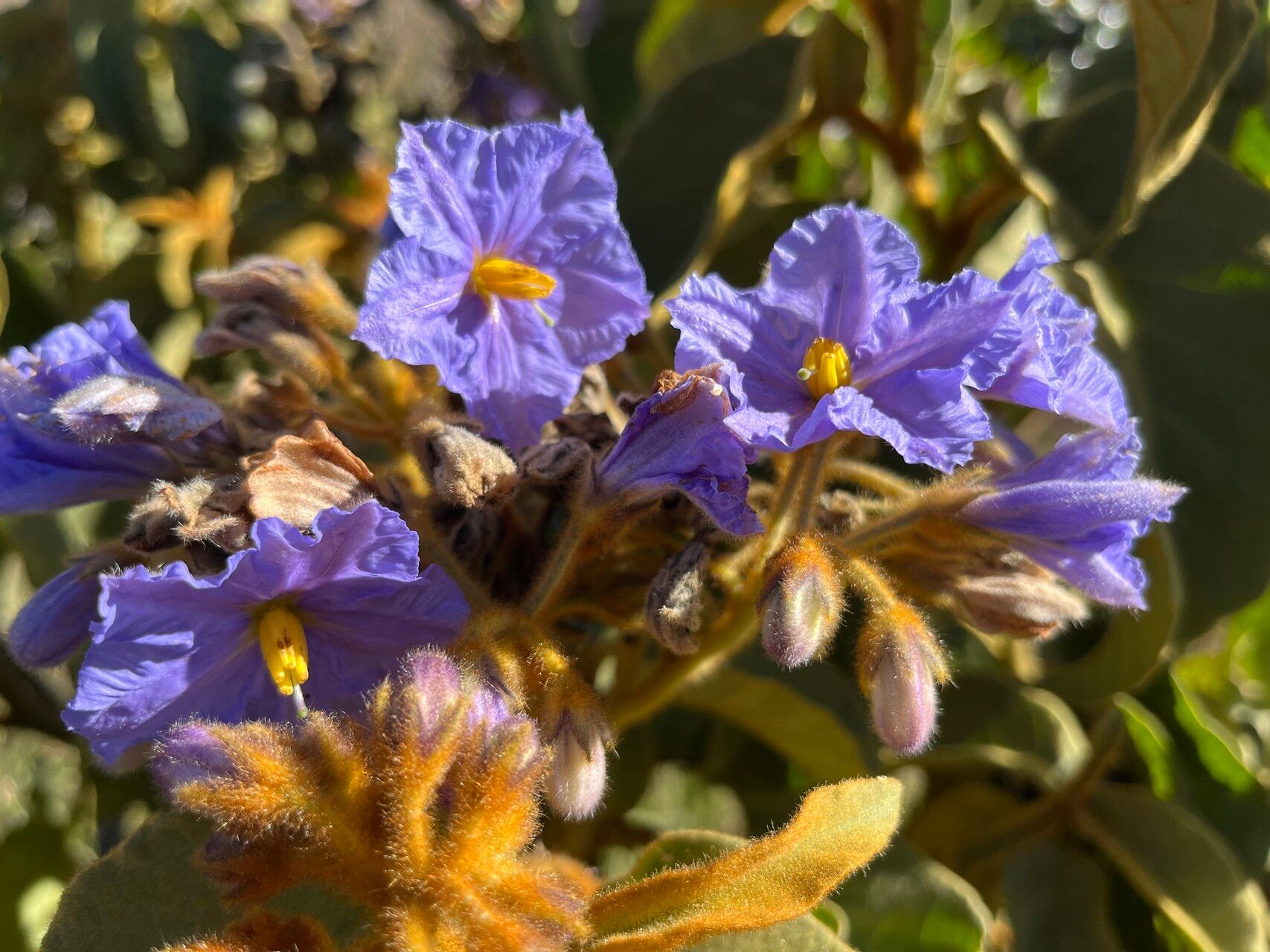 Solanum glutinosum flower