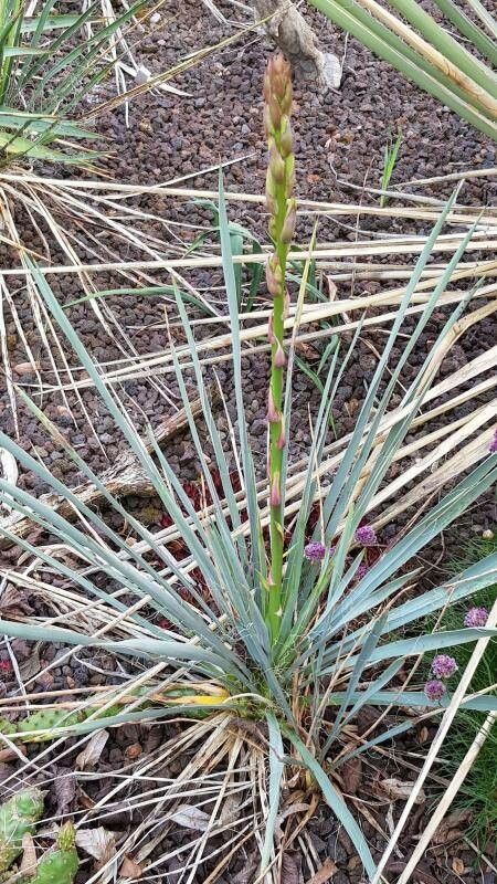 Yucca × karlsruhensis — search result for 'Yucca'