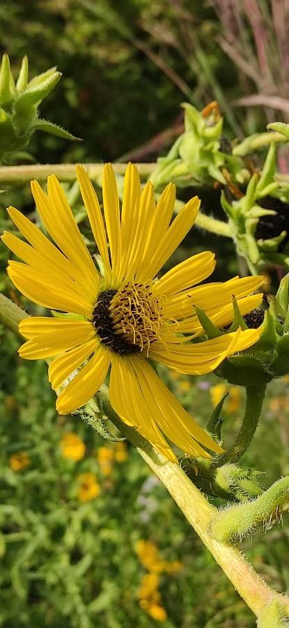 Silphium laciniatum flower