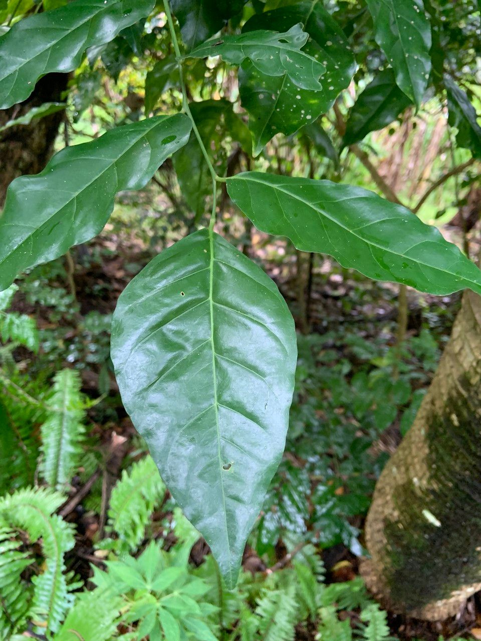 Micromelum minutum leaf