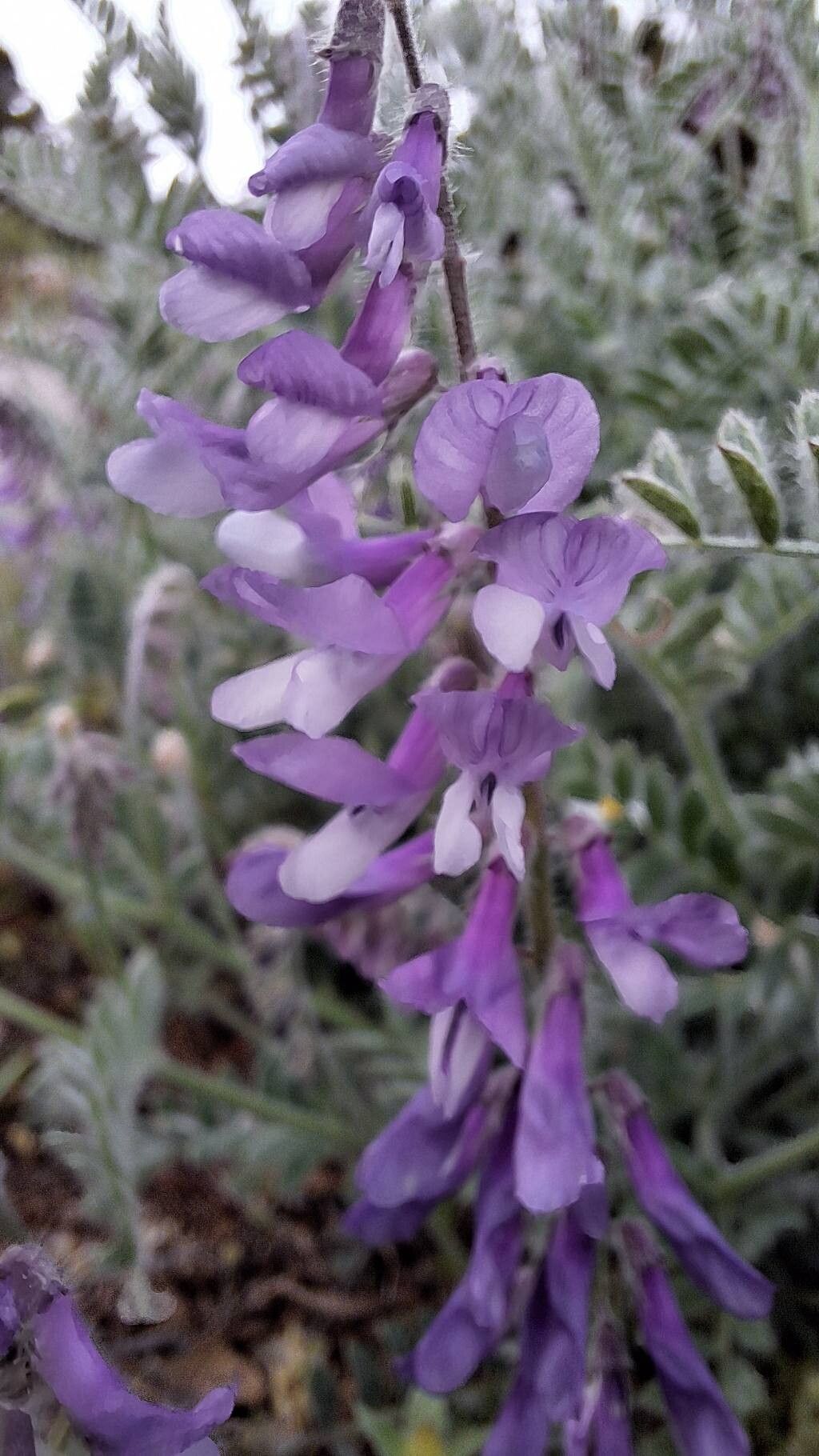 Vicia sibthorpii flower