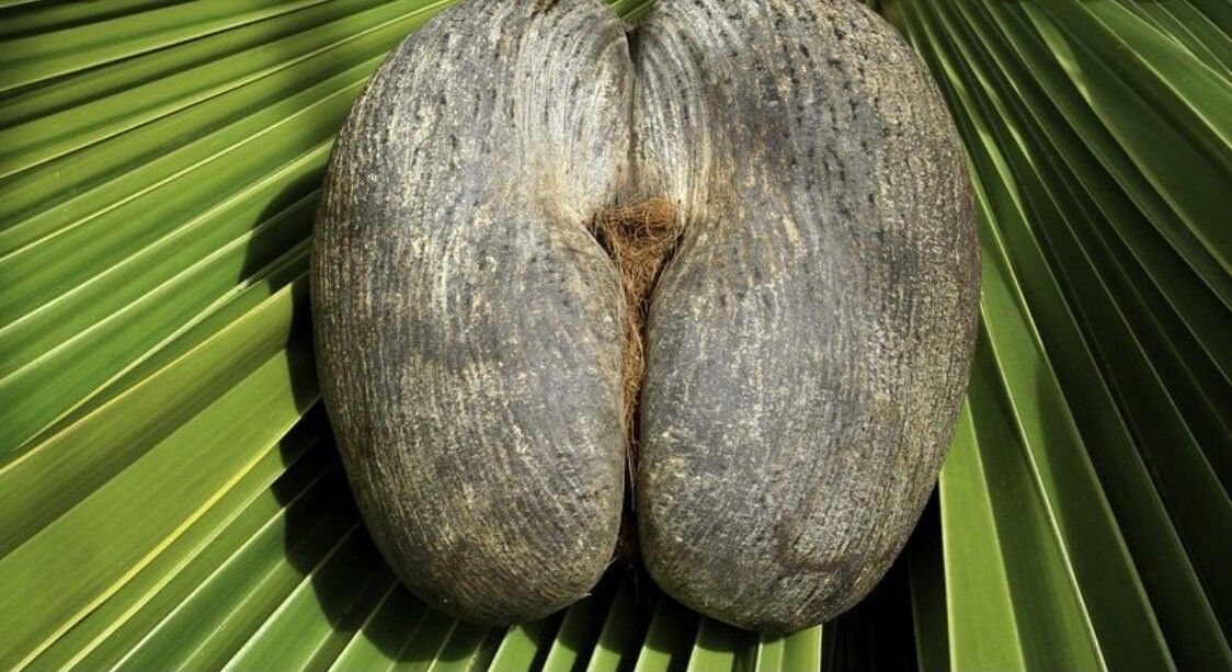 Lodoicea maldivica fruit