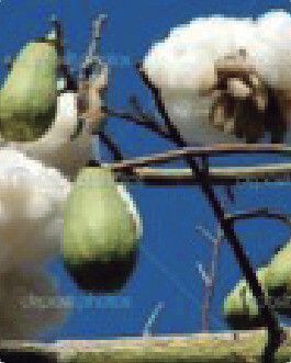 Carex trichocarpa — search result for 'Carex'