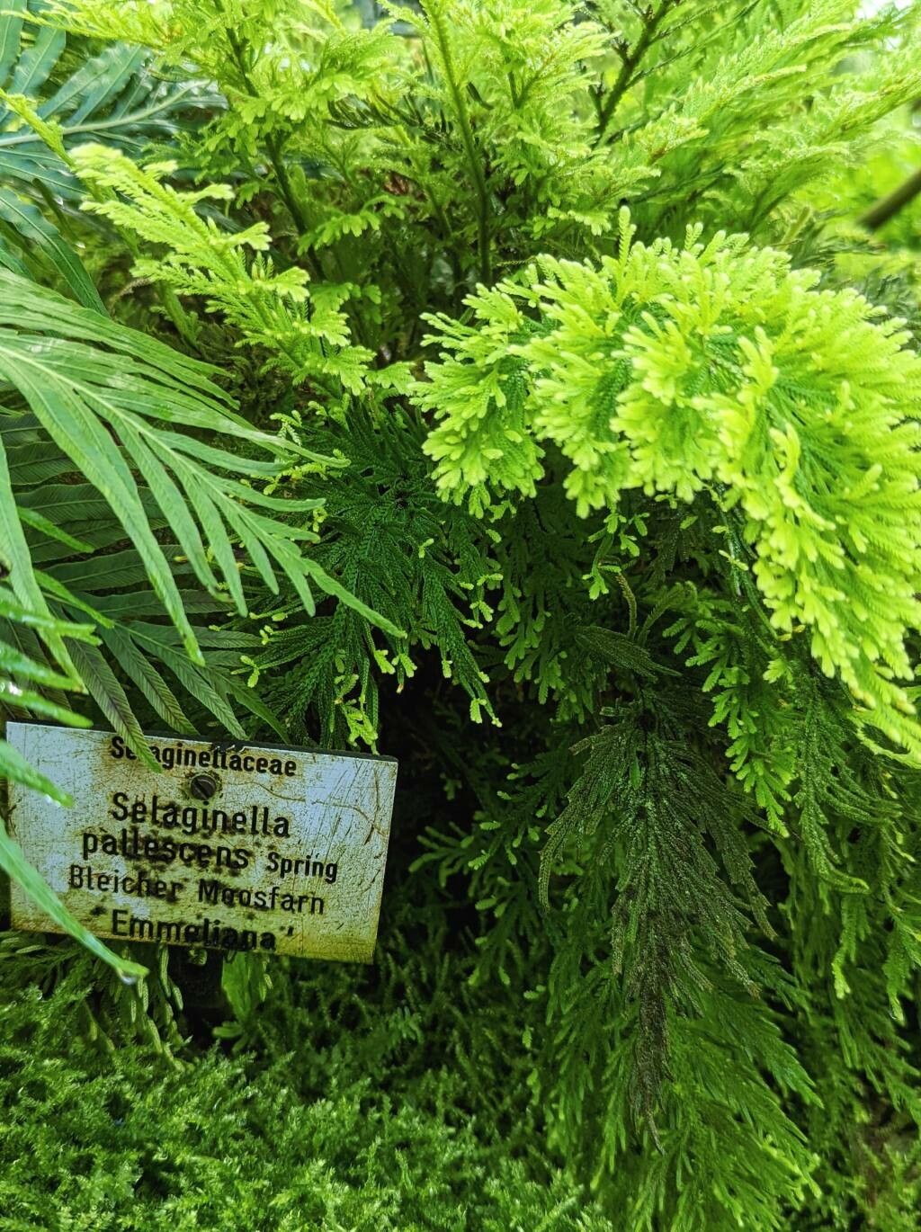 Selaginella pallescens — search result for 'Selaginella'
