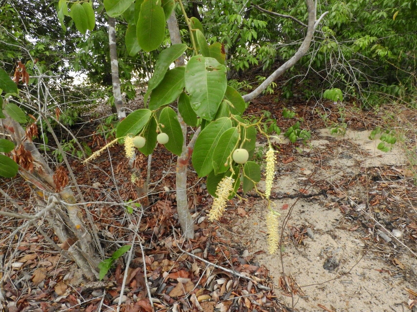 Mabea paniculata fruit