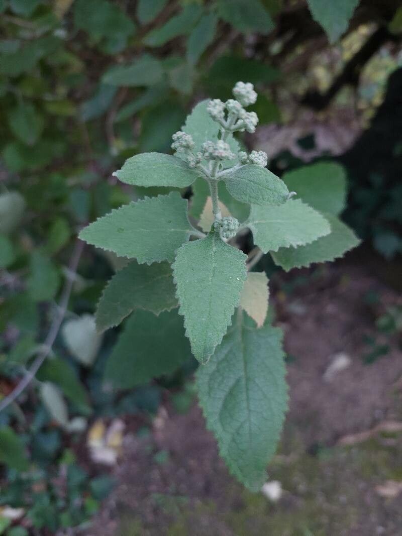 Buddleja dysophylla leaf