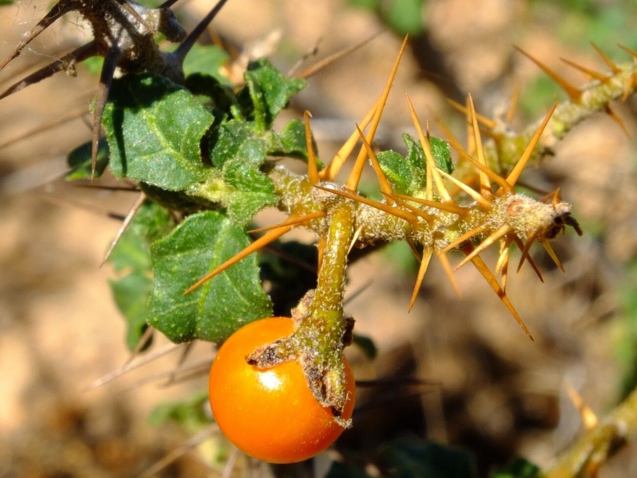 Solanum humile — houseplant care guide