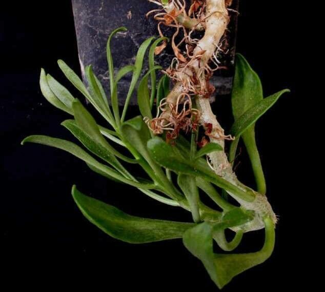 Tylecodon grandiflorus habit