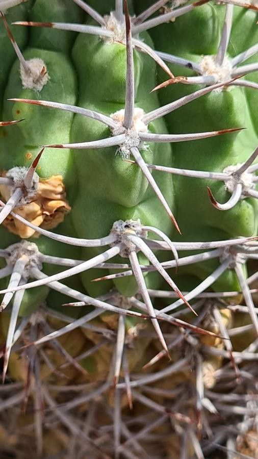 Gymnocalycium castellanosii leaf