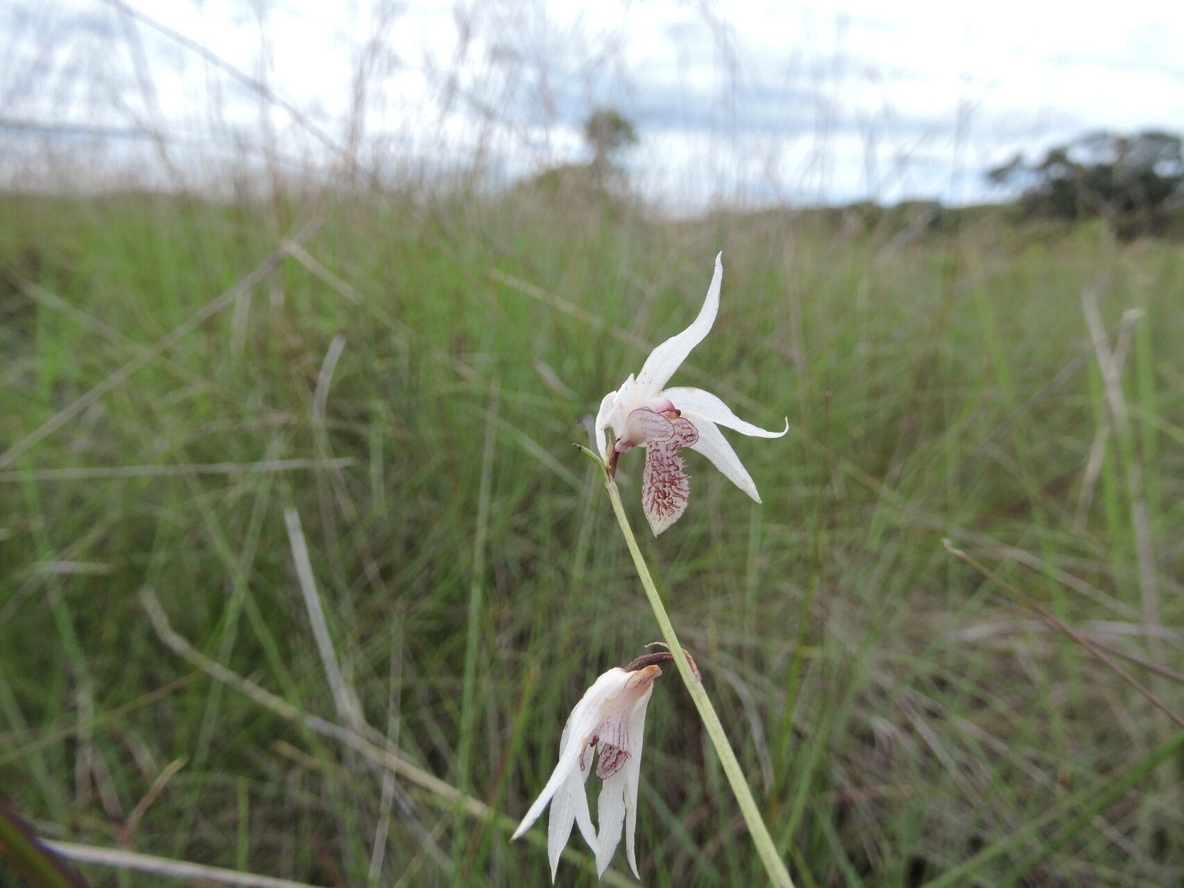 Eulophia trilamellata flower