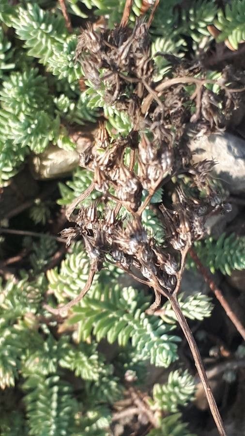 Sedum rupestre fruit