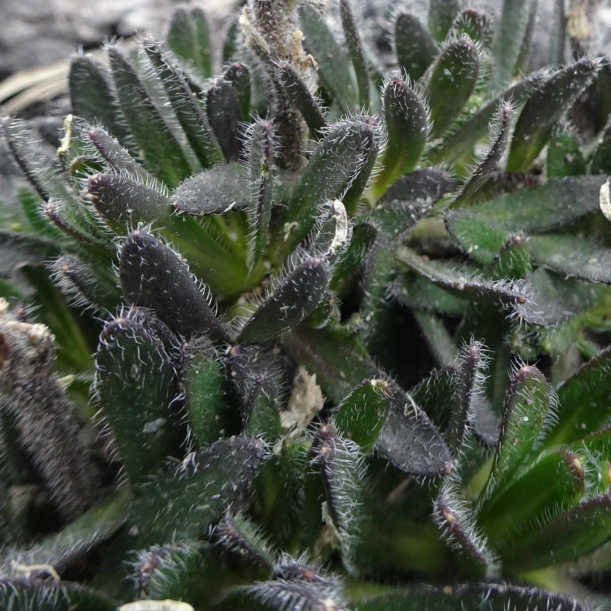 Draba pennell-hazenii — houseplant care guide