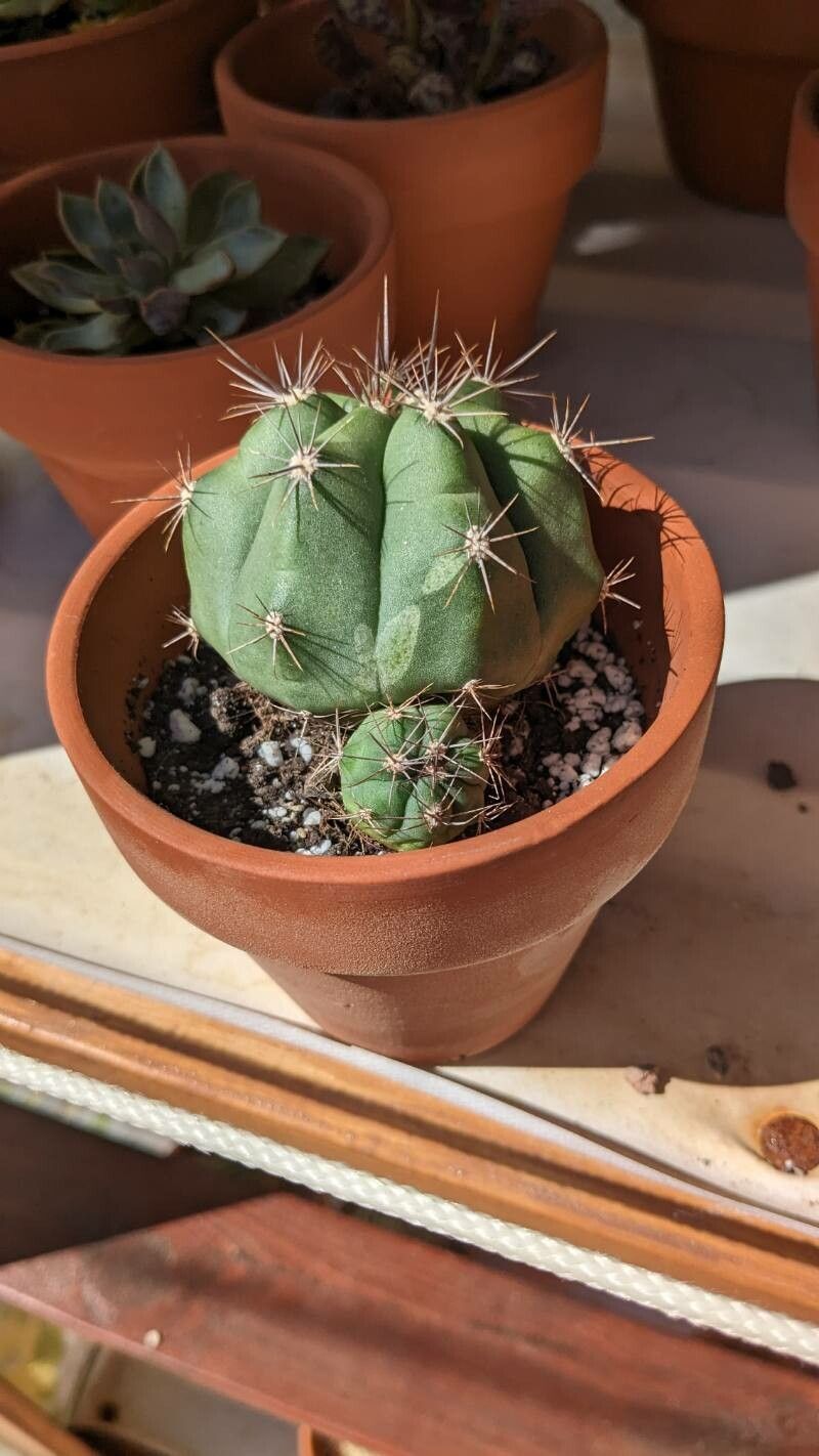 Gymnocalycium paediophylum — search result for 'Gymnocalycium'