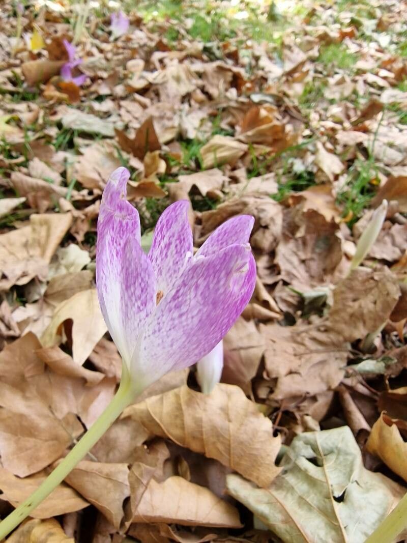 Colchicum lusitanum flower