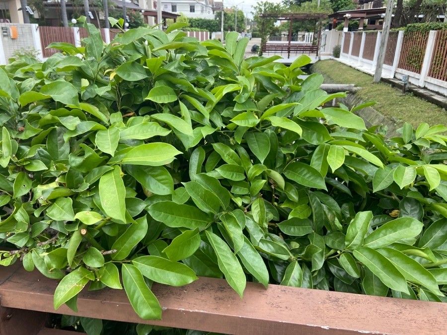 Artabotrys hexapetalus — search result for 'Annonaceae'