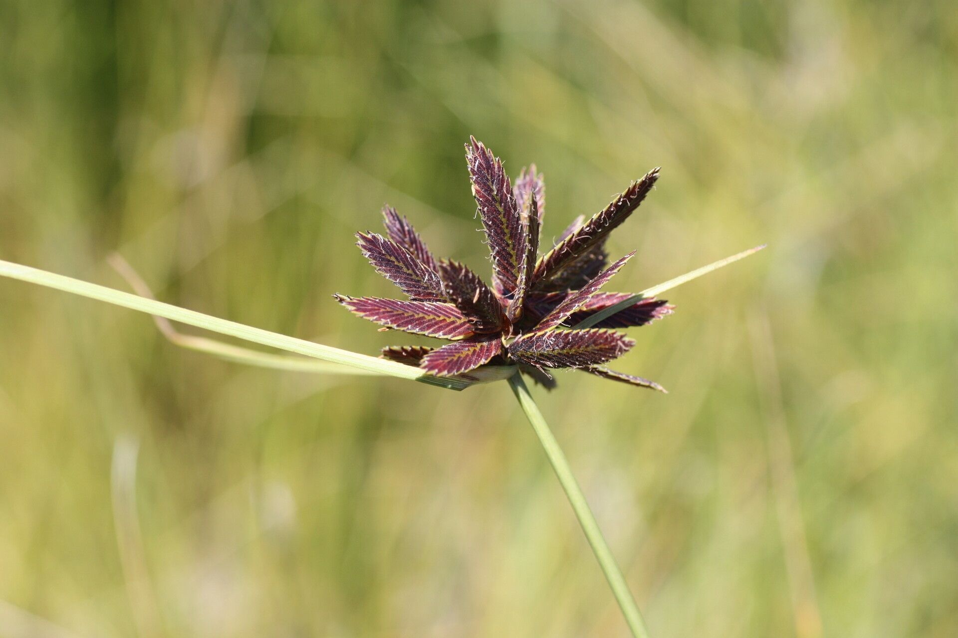 Cyperus nitidus — houseplant care guide