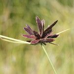 Cyperus nitidus