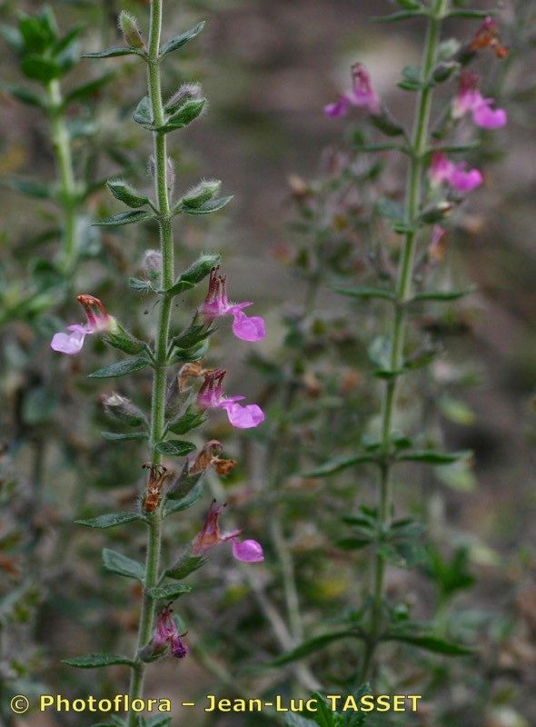 Teucrium chamaedrys x Teucrium lucidum flower