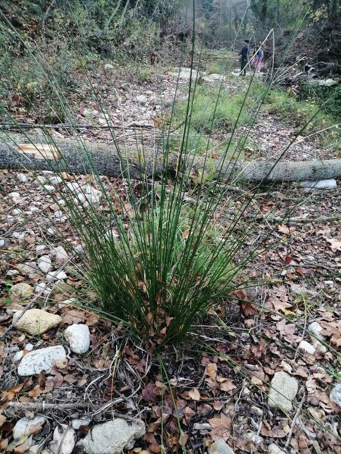 Scirpoides holoschoenus leaf