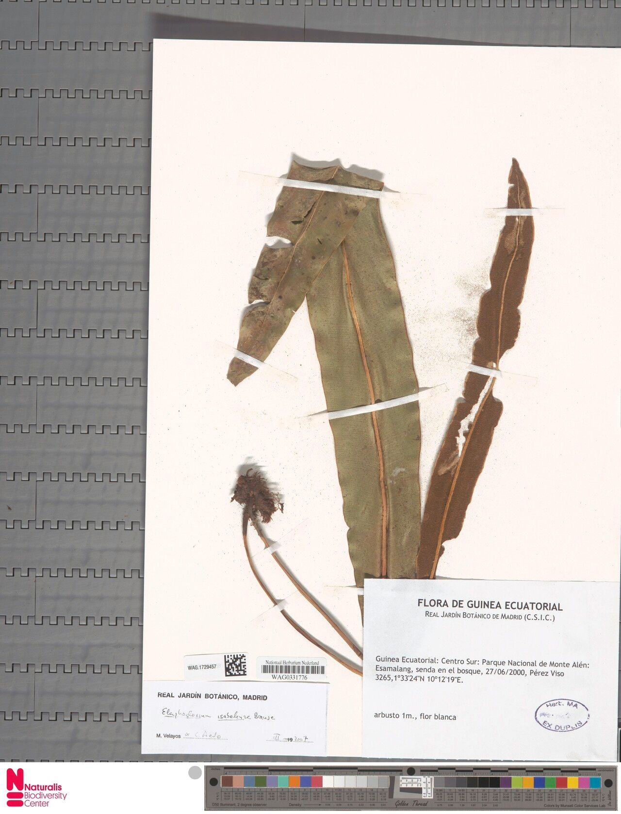 Elaphoglossum isabelense — houseplant care guide