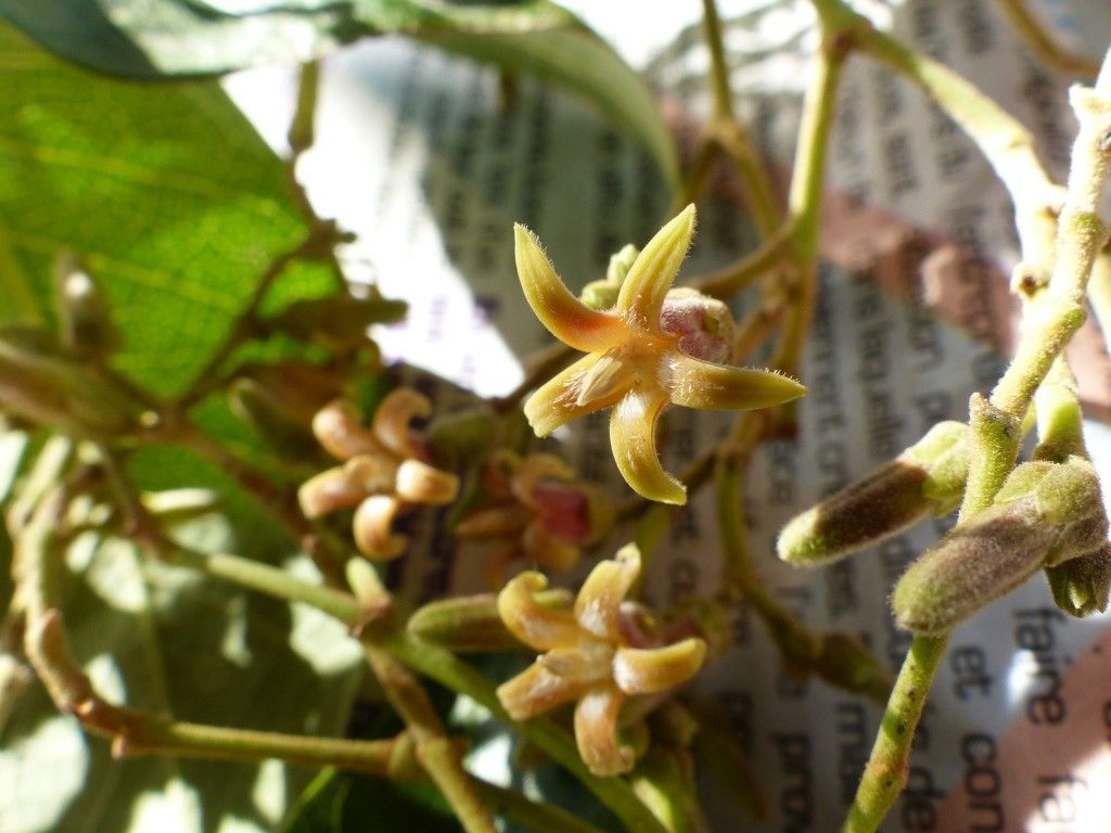Parsonsia scabra fruit