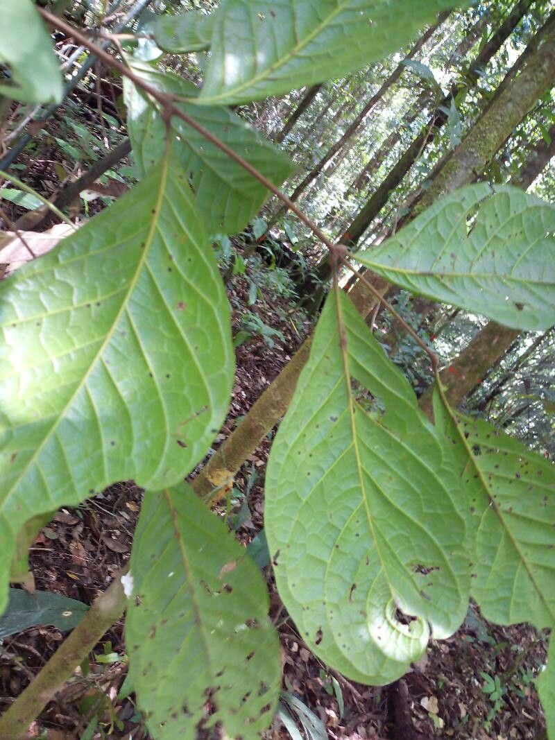 Talisia sylvatica leaf
