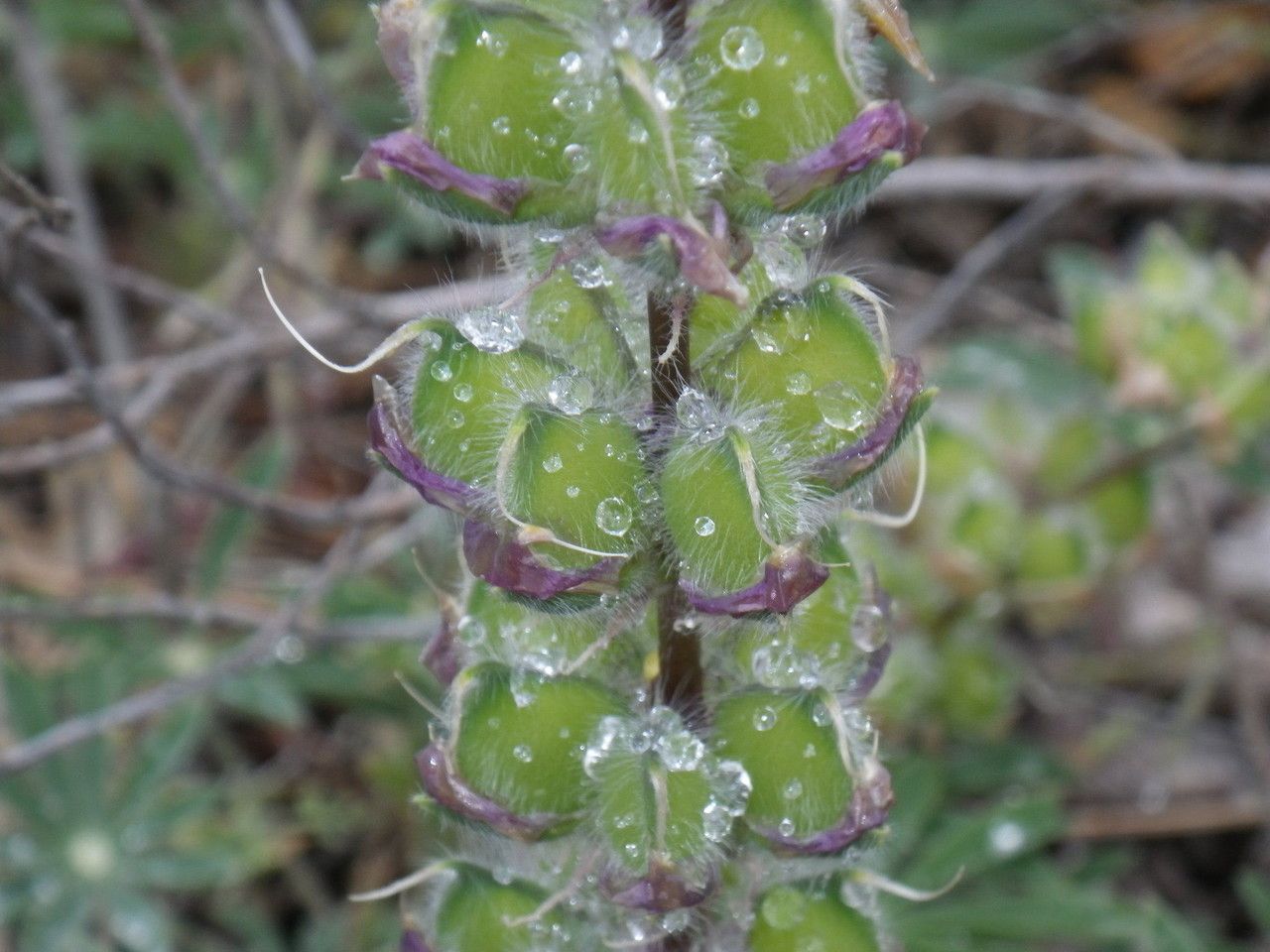 Lupinus formosus bark