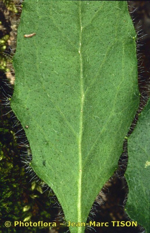 Hieracium bornetii — houseplant care guide