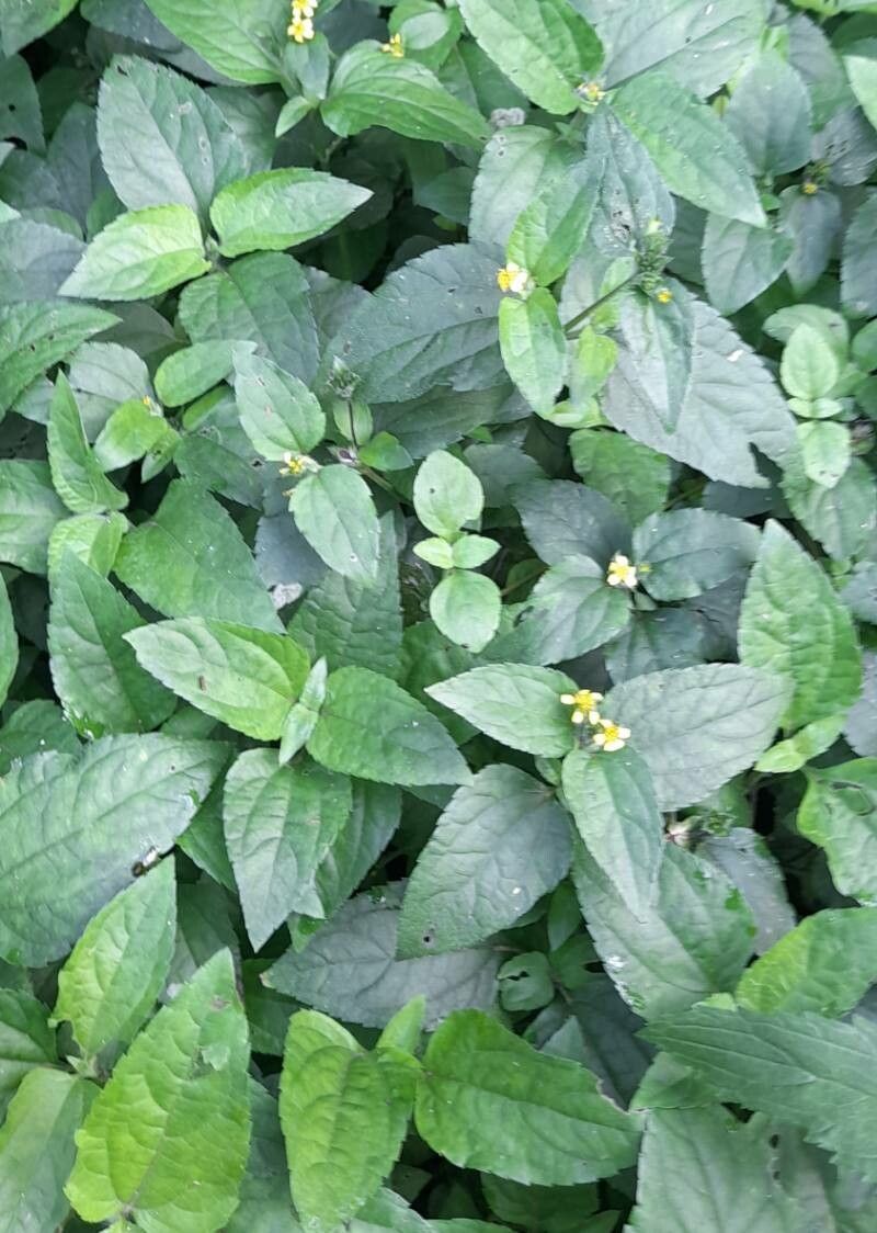 Calyptocarpus brasiliensis habit