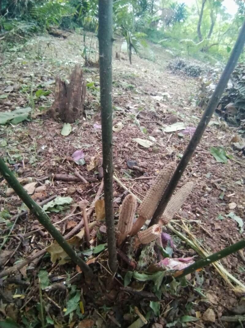 Zamia oreillyi — houseplant care guide