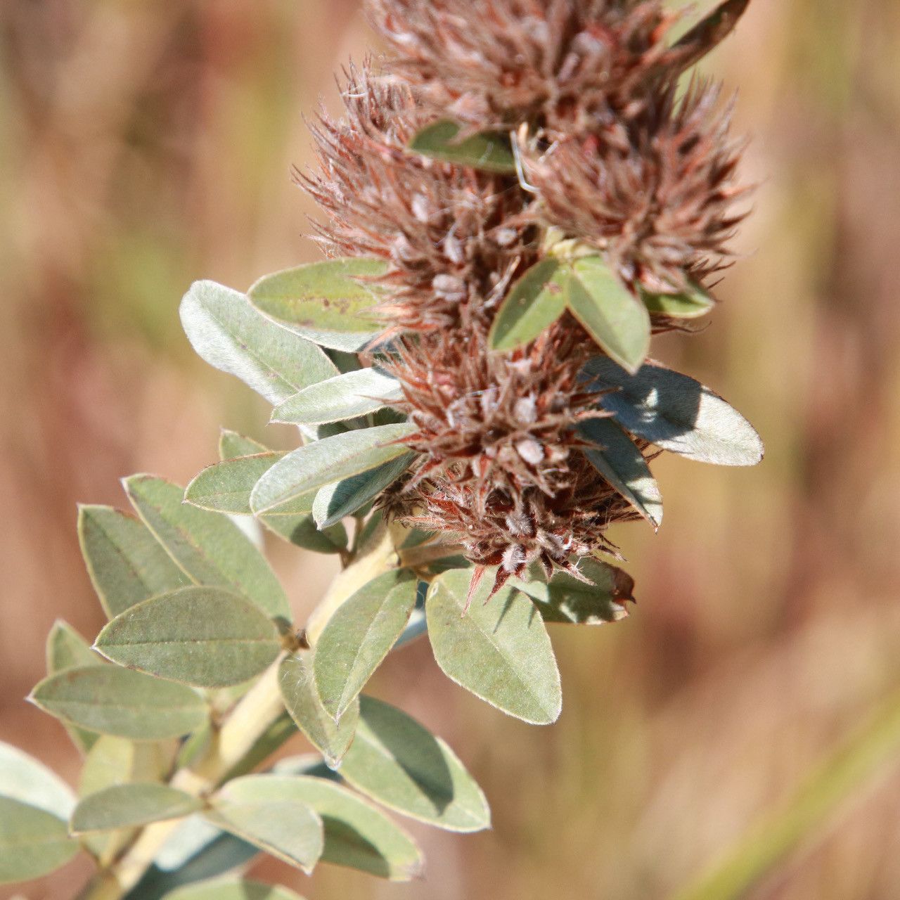 Lespedeza capitata leaf