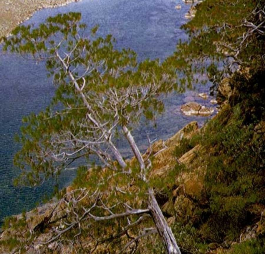 Callitris sulcata — search result for 'Cupressaceae'