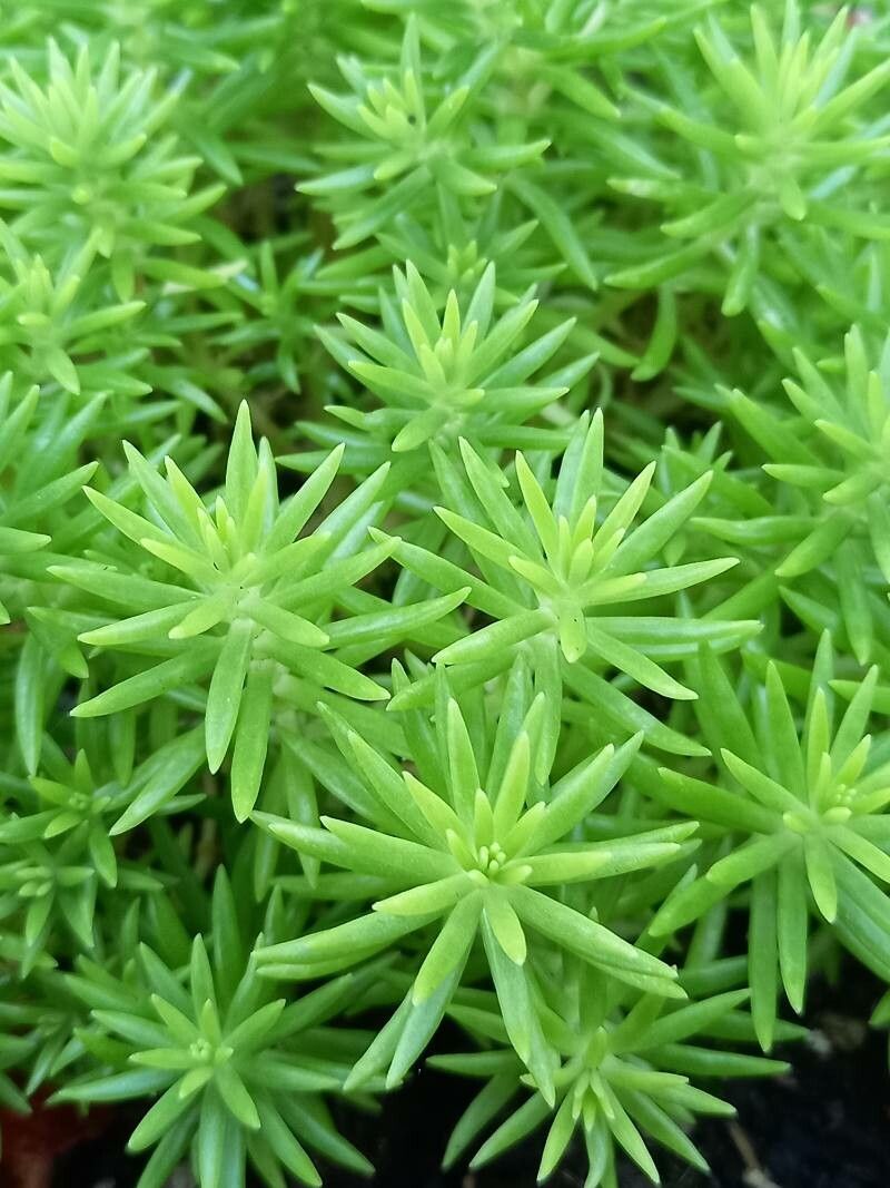 Sedum mexicanum
