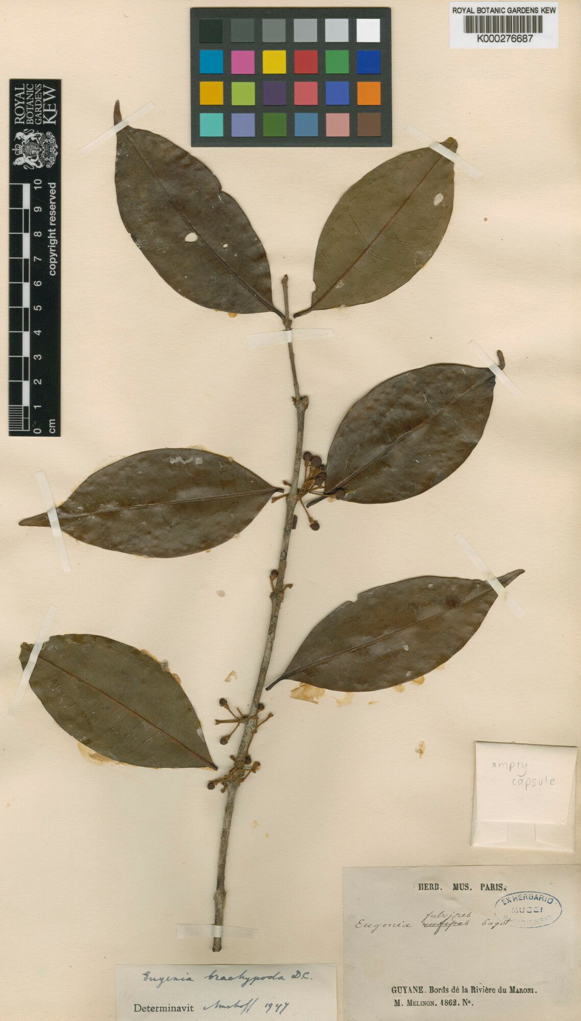 Eugenia ramiflora other