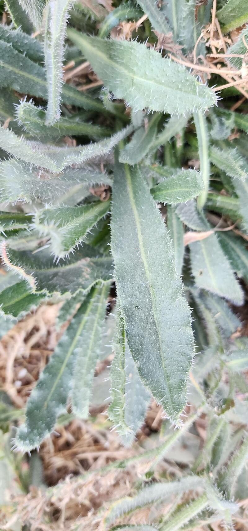 Anchusa iranica — search result for 'Anchusa'