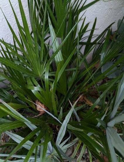 Brahea decumbens — related species from the same genus