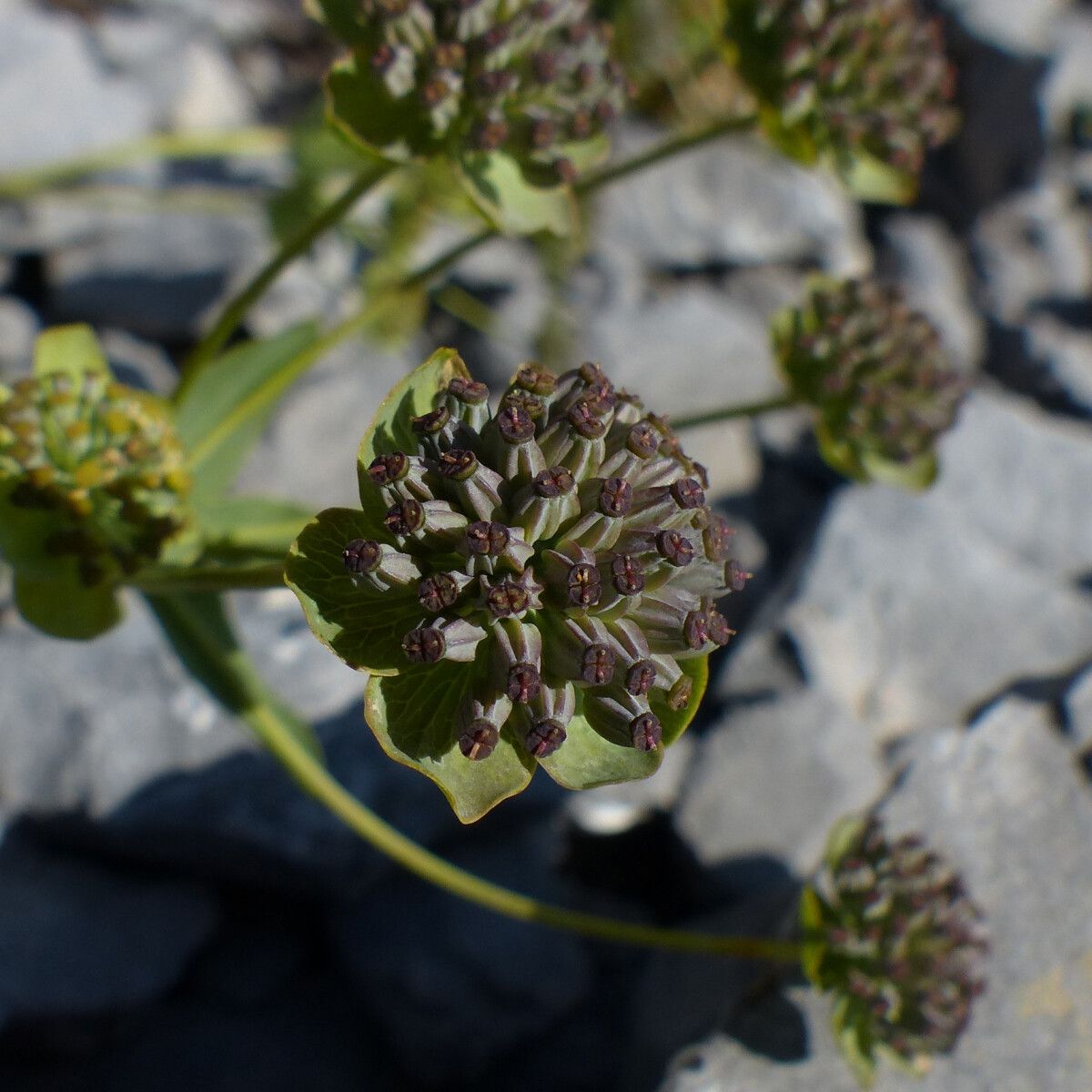 Bupleurum angulosum fruit