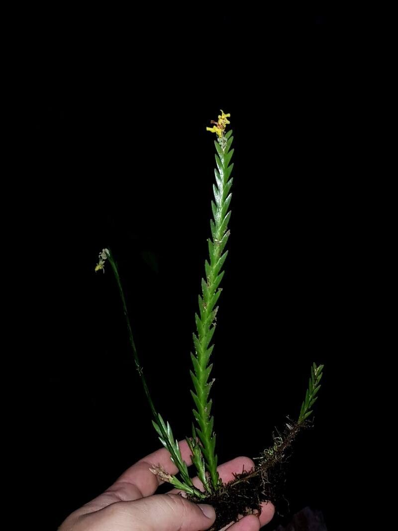 Lockhartia amoena — related species from the same genus