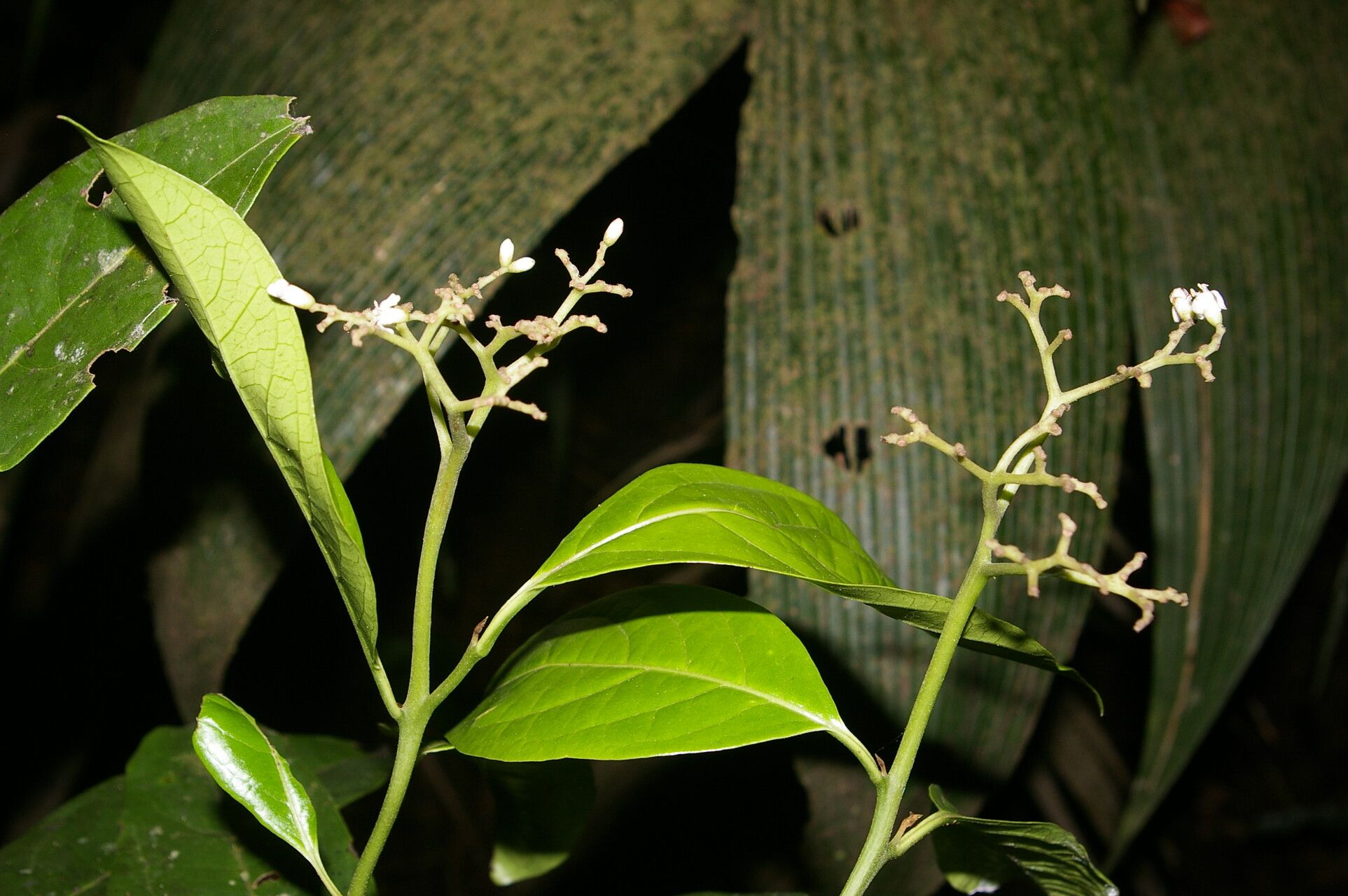 Cordia porcata flower