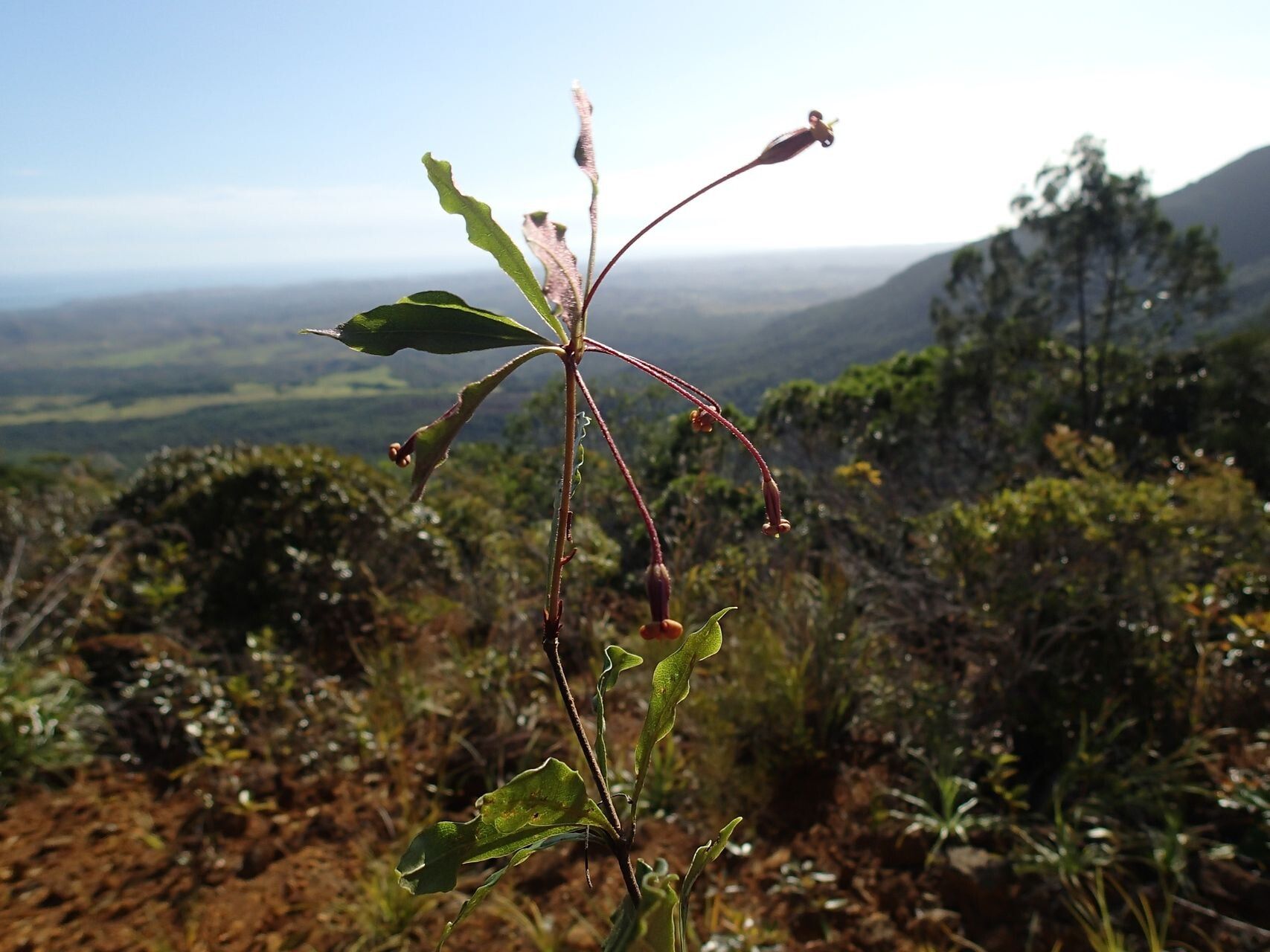 Pittosporum gracile habit