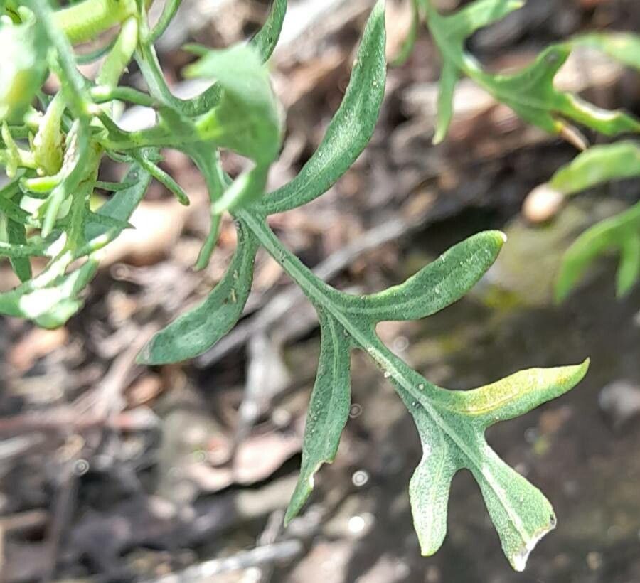 Gaillardia megapotamica