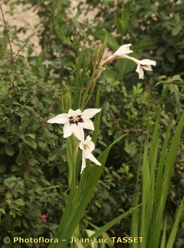 Gladiolus callianthus habit